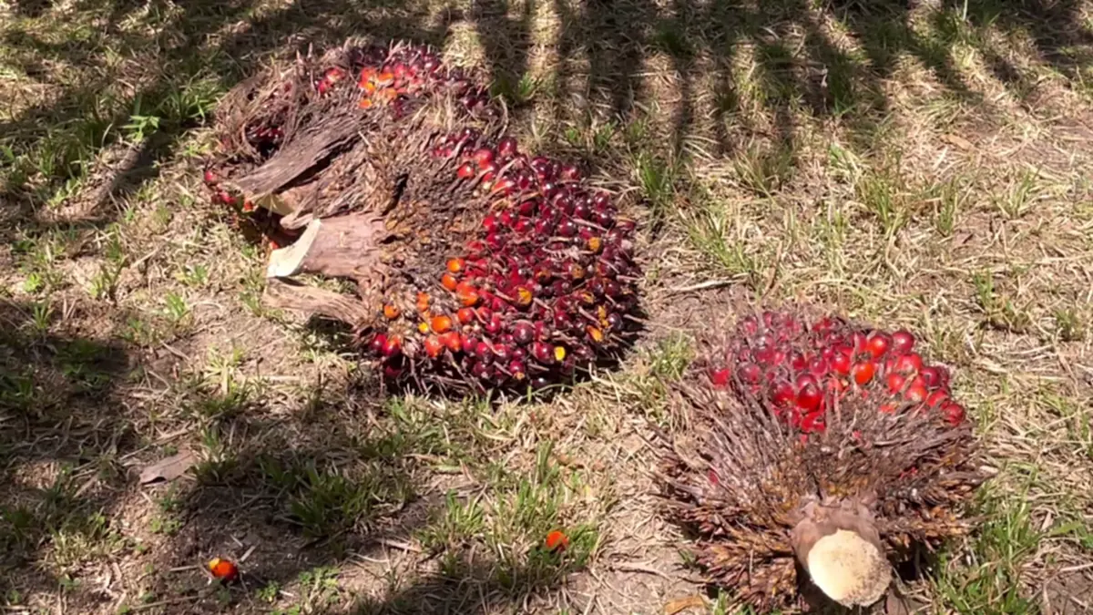 ชาวสวนปาล์มตรังฮือค้านห้ามส่งออก แฉบิดเบือนราคา-จี้รัฐแก้ไข