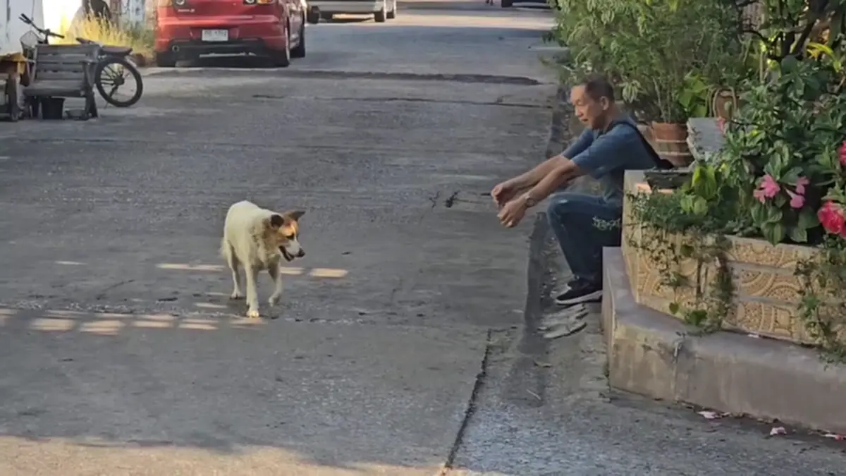 สะเทือนใจ! เจ้าของย้ายบ้านทิ้งหมาเฝ้าซอยปากเกร็ด สภาพสุดเวทนา