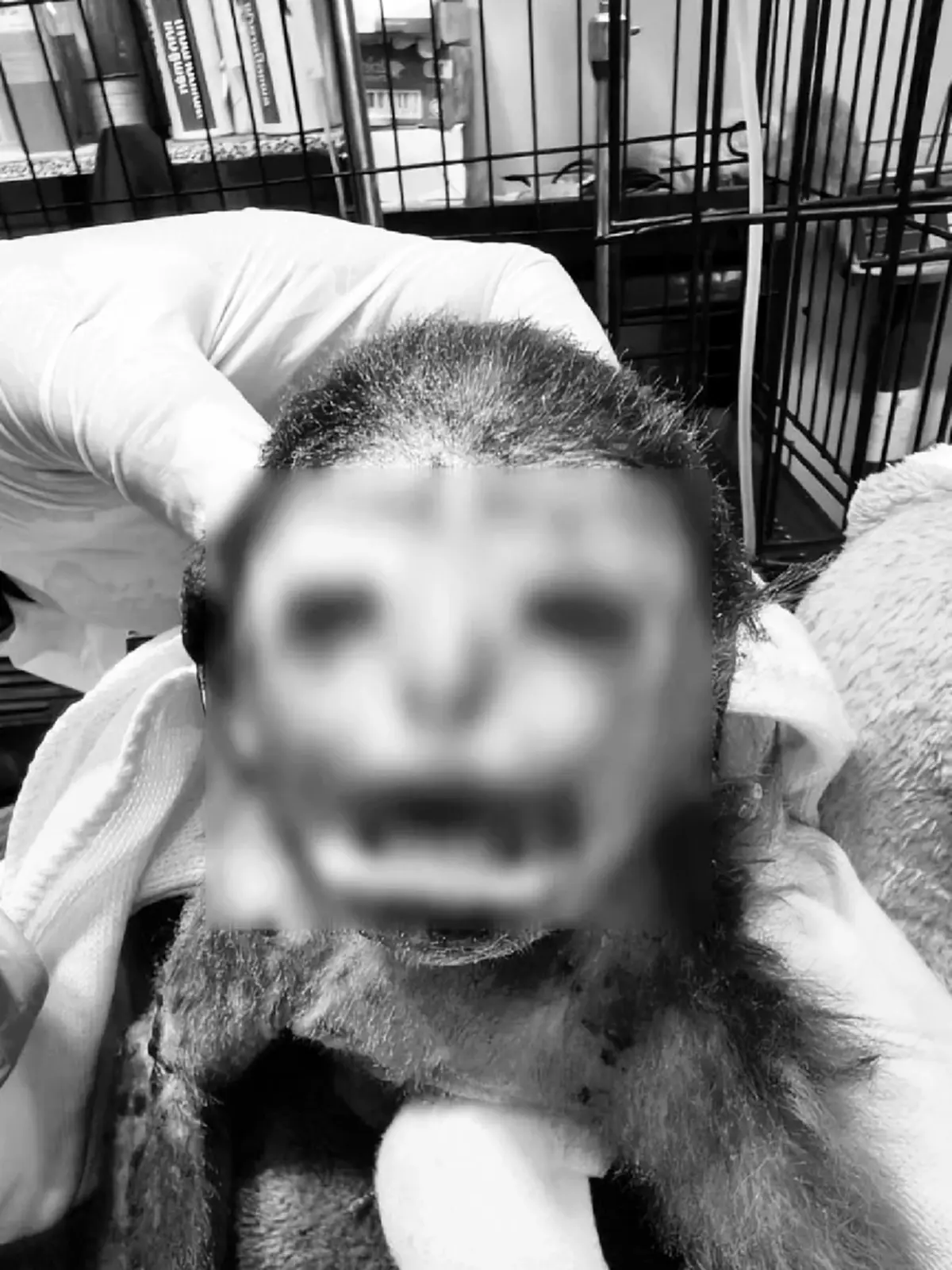 สุดอาลัย "เจ้าสงกรานต์" ค่างแว่นถิ่นใต้ เหยื่อไฟช็อต สิ้นใจสงบ