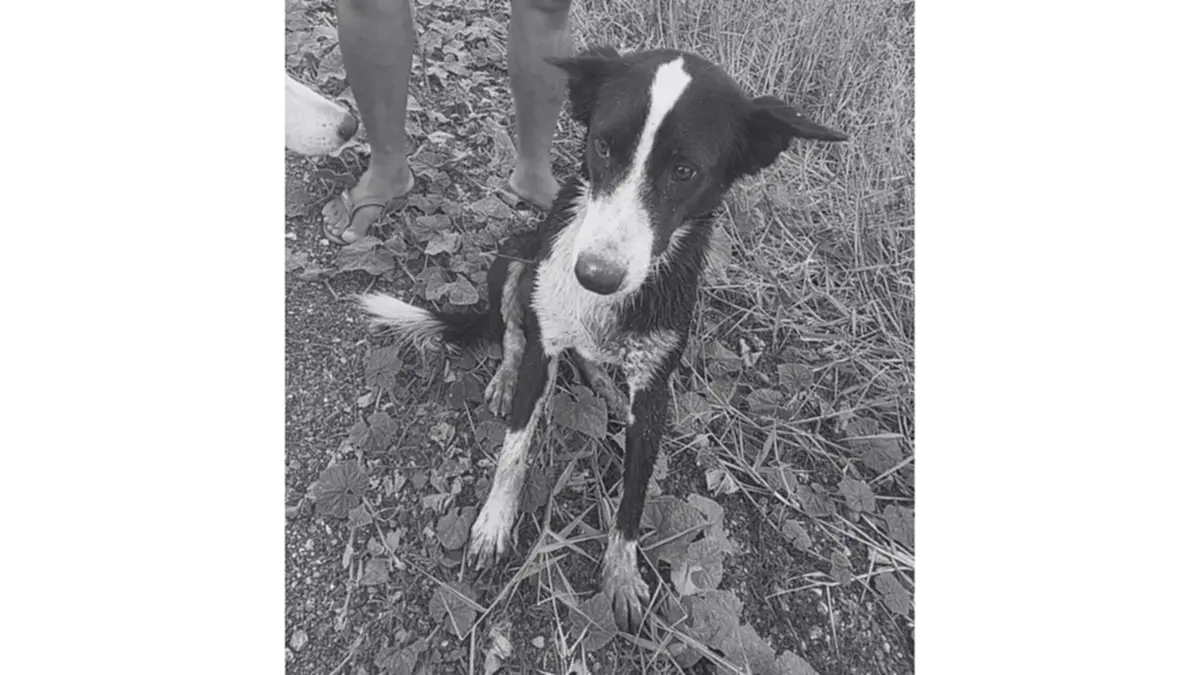 สายไหมต้องรอดล่า 2 หนุ่มยิงคอหมาสาหัส ผิด พ.ร.บ.สัตว์ คุก 2 ปี