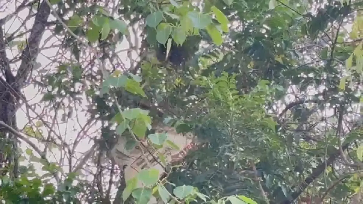 "ไข่มดแดงออนไลน์" ฮิตไม่หยุด! สาวโคราชแหย่ขายกก.ละ 500