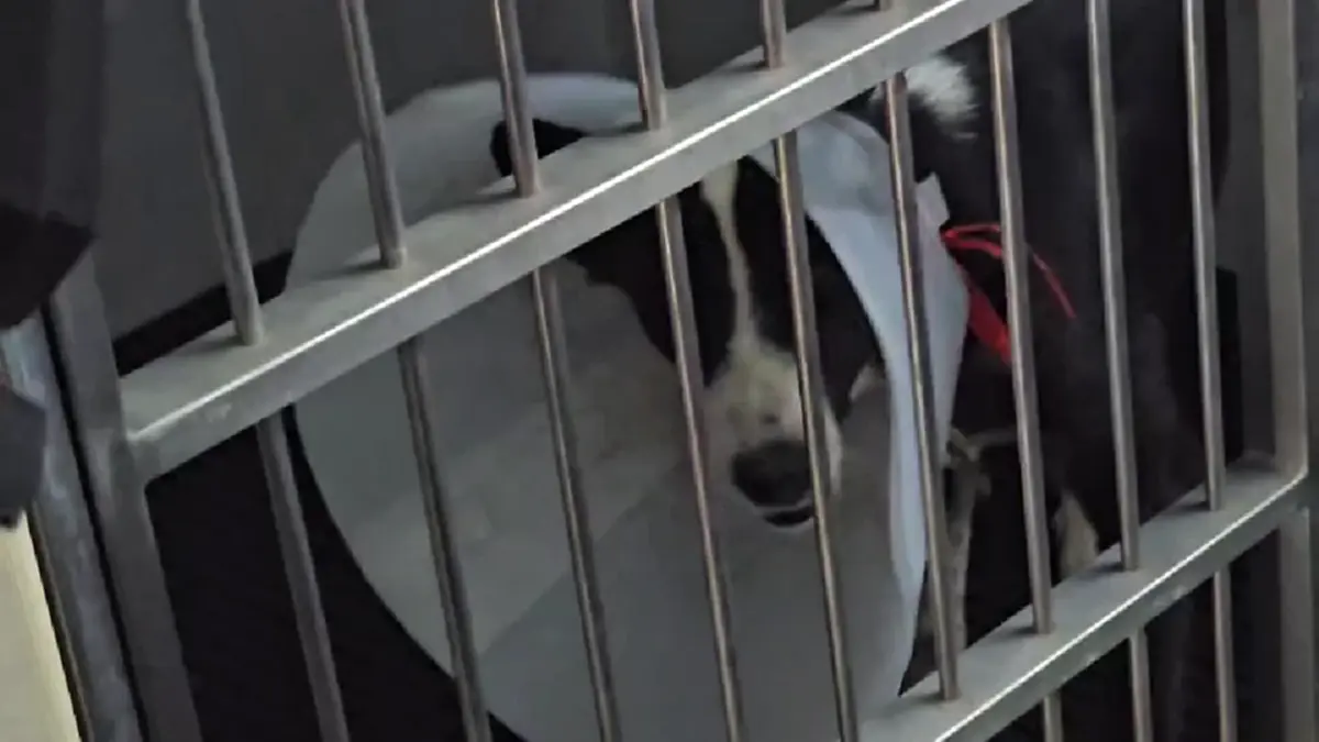 สายไหมต้องรอดล่า 2 หนุ่มยิงคอหมาสาหัส ผิด พ.ร.บ.สัตว์ คุก 2 ปี