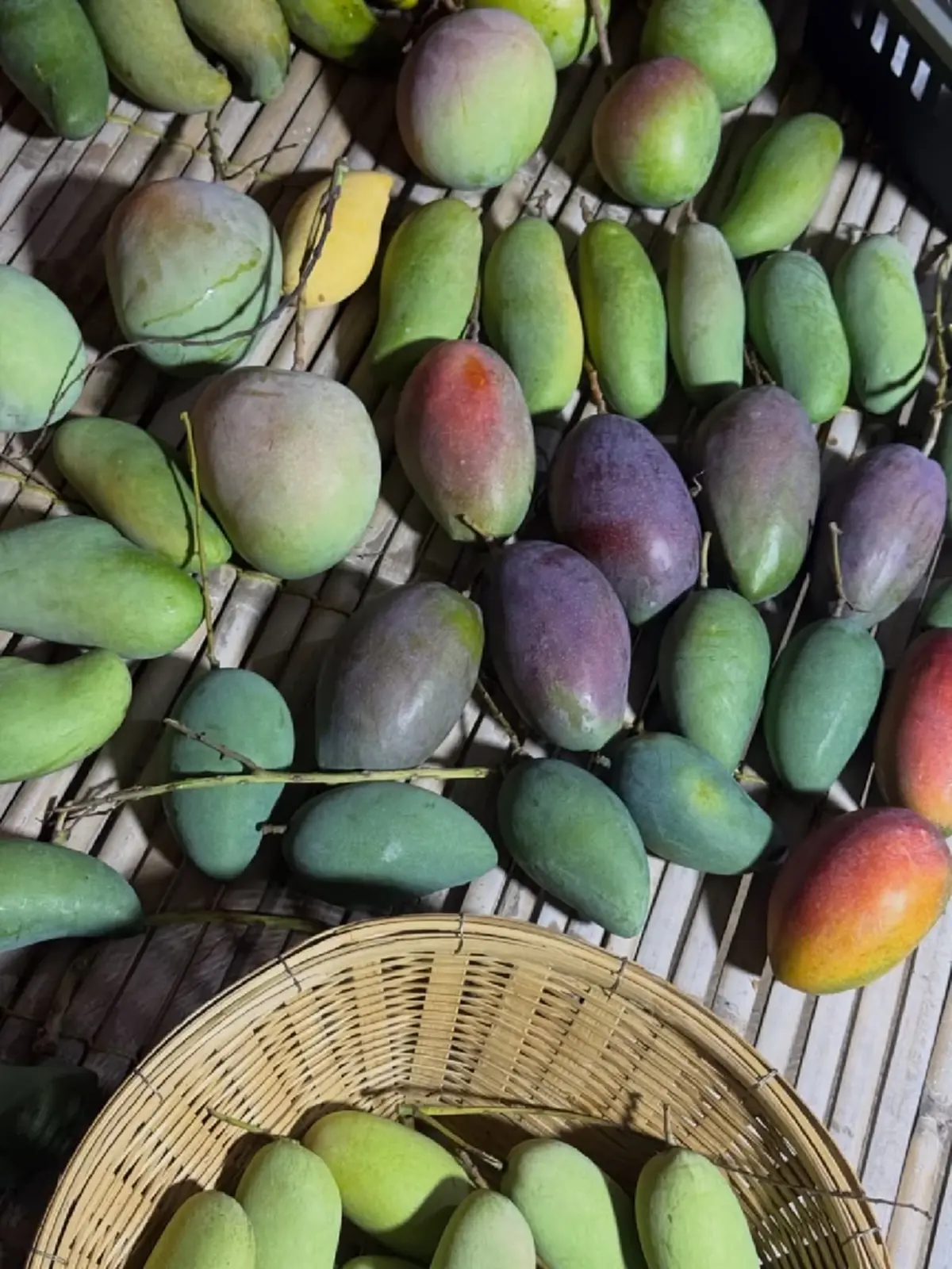  เพ็ชร ฐกฤต ตวันพงค์ พาเปิดสวนมะม่วง สอนเก็บผลแก่แบบมือโปร