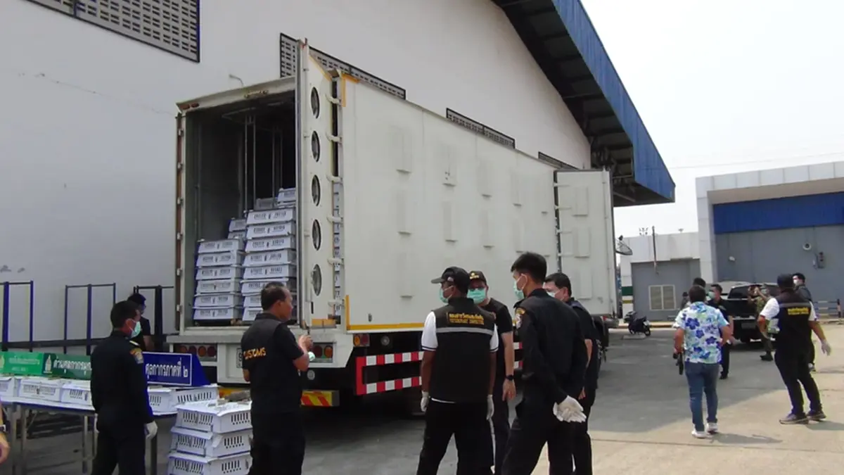 สกัดจับรถ 6 ล้อ ขนลูกไก่เถื่อนเวียดนามนับหมื่นตัวส่งอำนาจเจริญ