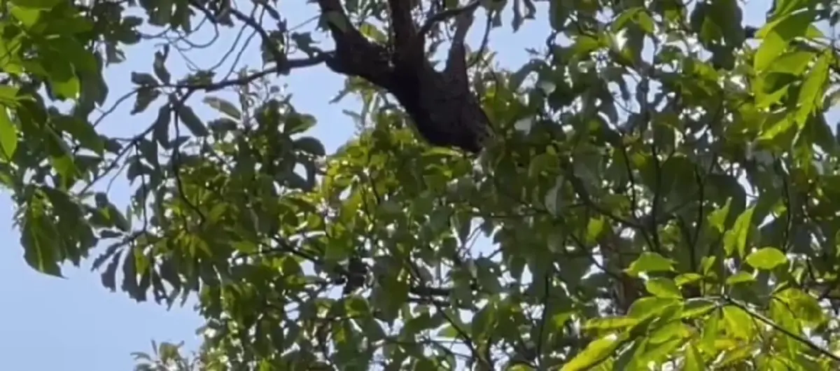 สลดกลางป่า! ลุงตีผึ้งพลาด ถูกฝูงผึ้งรุมต่อยเสียชีวิตคาต้นไม้