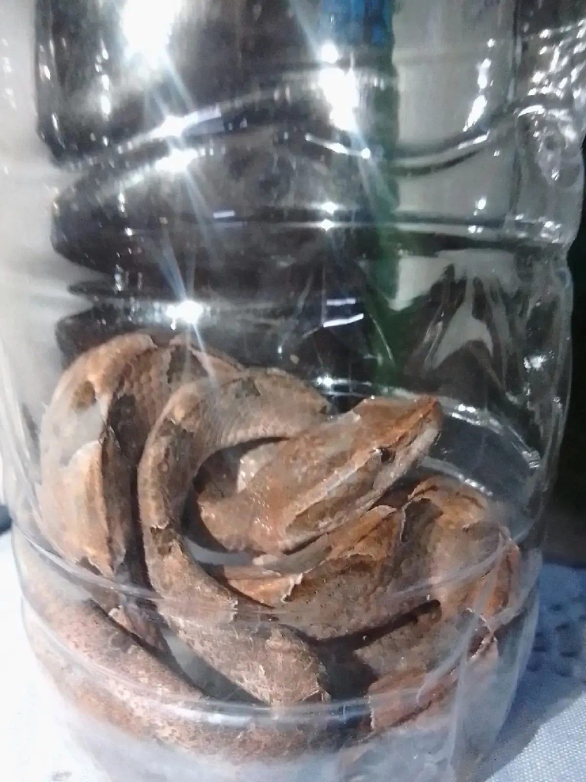 สาว จับงูปริศนา ใส่ขวด ถามนี่งูอะไร ได้คำตอบ ทำสยอง โชคดีที่ยังรอด 