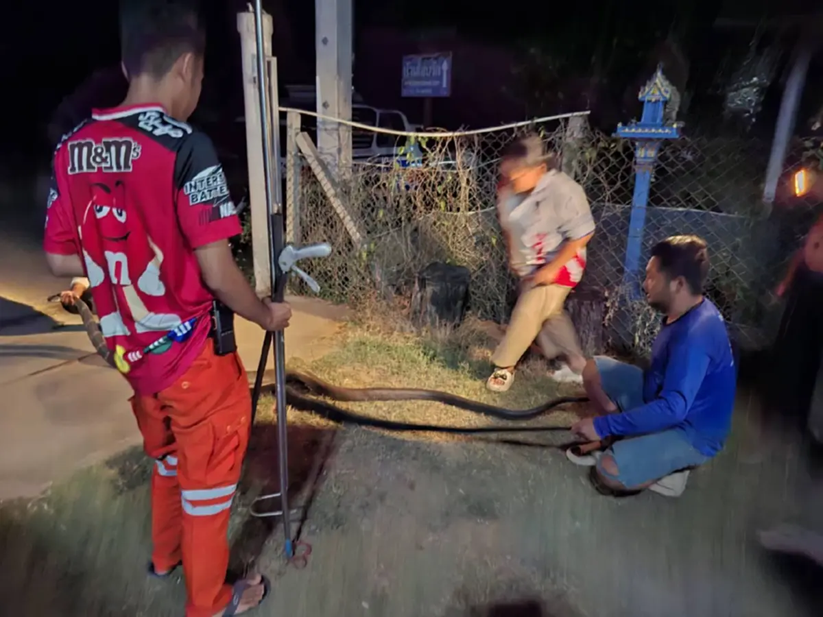 เปิดบ้านเลขที่ 2 งูจงอางยักษ์ โผล่พลอดรัก กลางลานบ้าน