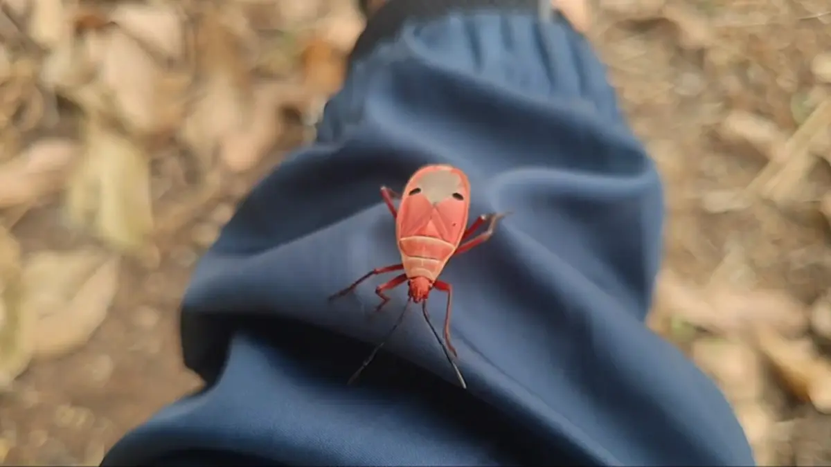 ฮือฮา! "แมลงหน้าคน" ลายคล้ายเปาบุ้นจิ้น โผล่อวดโฉมหน้าร้อน