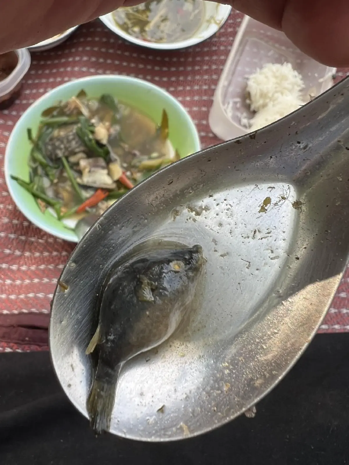 แห่เตือน ห้ามกินเด็ดขาด หลังหนุ่ม โพสต์ถาม "นี่คือปลาอะไร"
