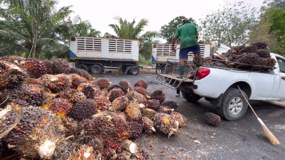 ปาล์มราคาร่วงหนัก! ชาวสวนจวกรัฐแก้ปัญหาปาล์มรายวันไร้ทิศทาง