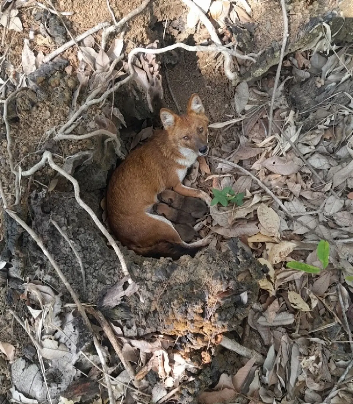 แชร์สนั่น ภาพ "หมาในแม่ลูกอ่อน" ในสวนยาง ก่อนความจริง เปิดเผย 