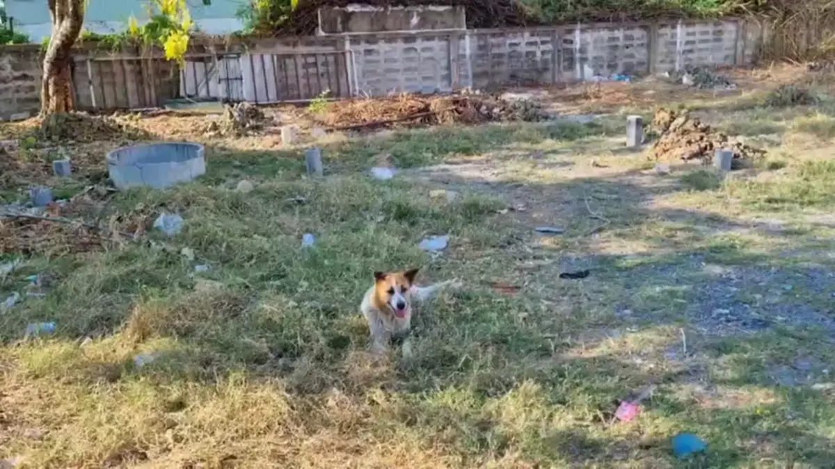 สะเทือนใจ! เจ้าของย้ายบ้านทิ้งหมาเฝ้าซอยปากเกร็ด สภาพสุดเวทนา