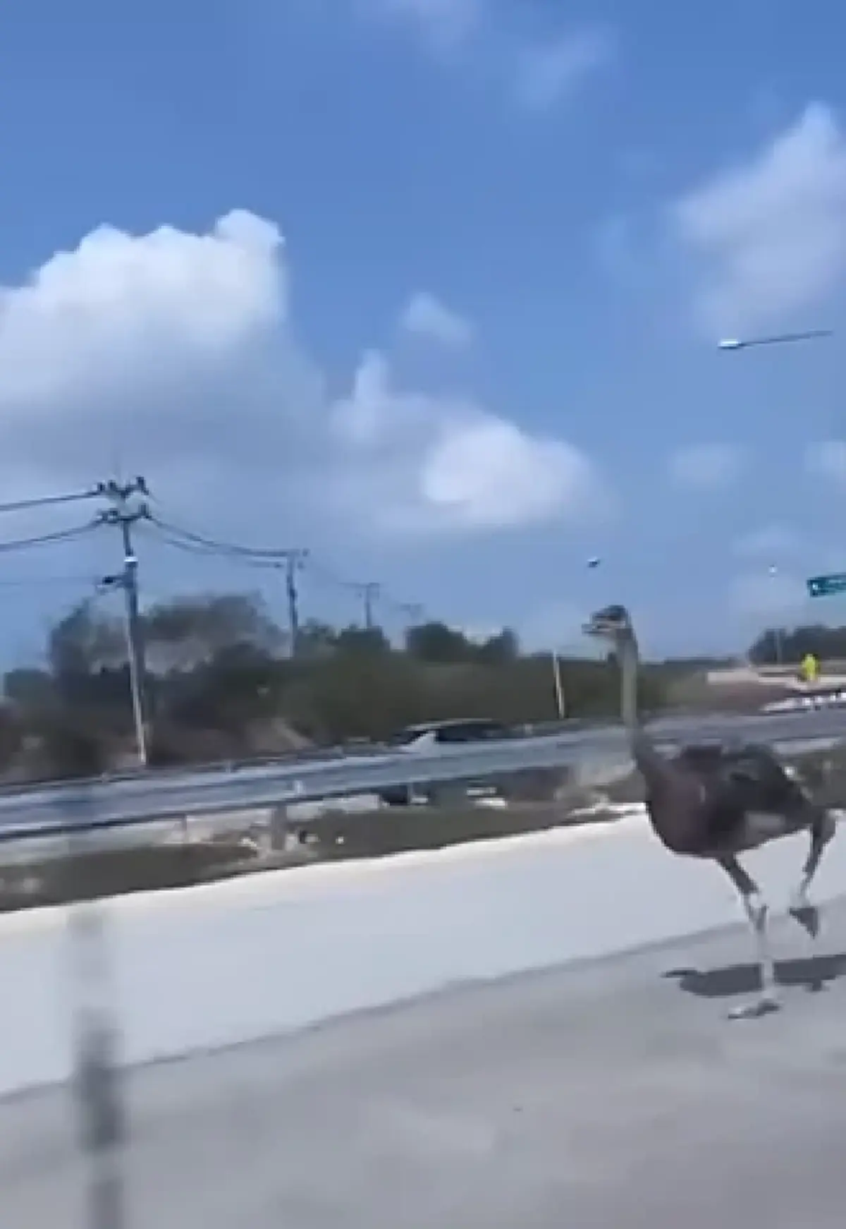 นกกระจอกเทศหลุดวิ่งกลางถนนสาย 36 บางละมุง เจ้าของวอนช่วยตามหา