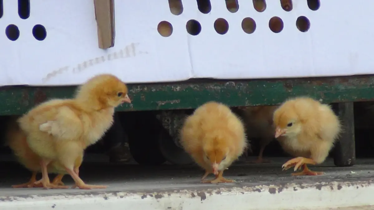 สกัดจับรถ 6 ล้อ ขนลูกไก่เถื่อนเวียดนามนับหมื่นตัวส่งอำนาจเจริญ