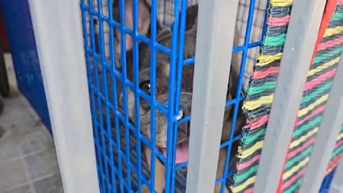 บุกช่วยสุนัขเฟรนช์บูลด็อกดอนเมือง ถูกขังตากแดดขาอ่อนแรง