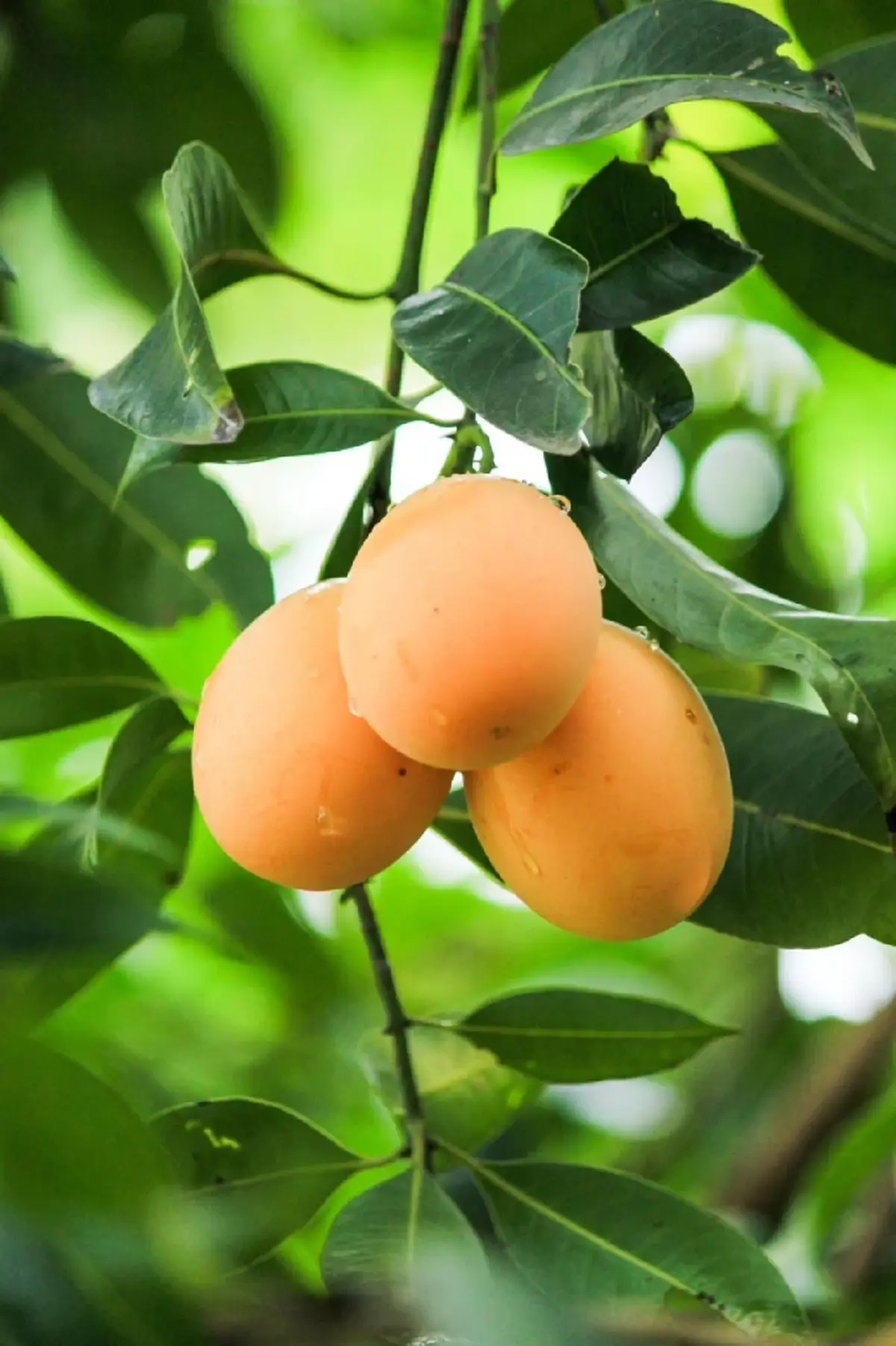 กรมทรัพย์สินทางปัญญา เสิร์ฟเมนูสุดพิเศษ "เดนิชมะยงชิด" บนโต๊ะมิชลิน! ยกระดับ GI ไทย