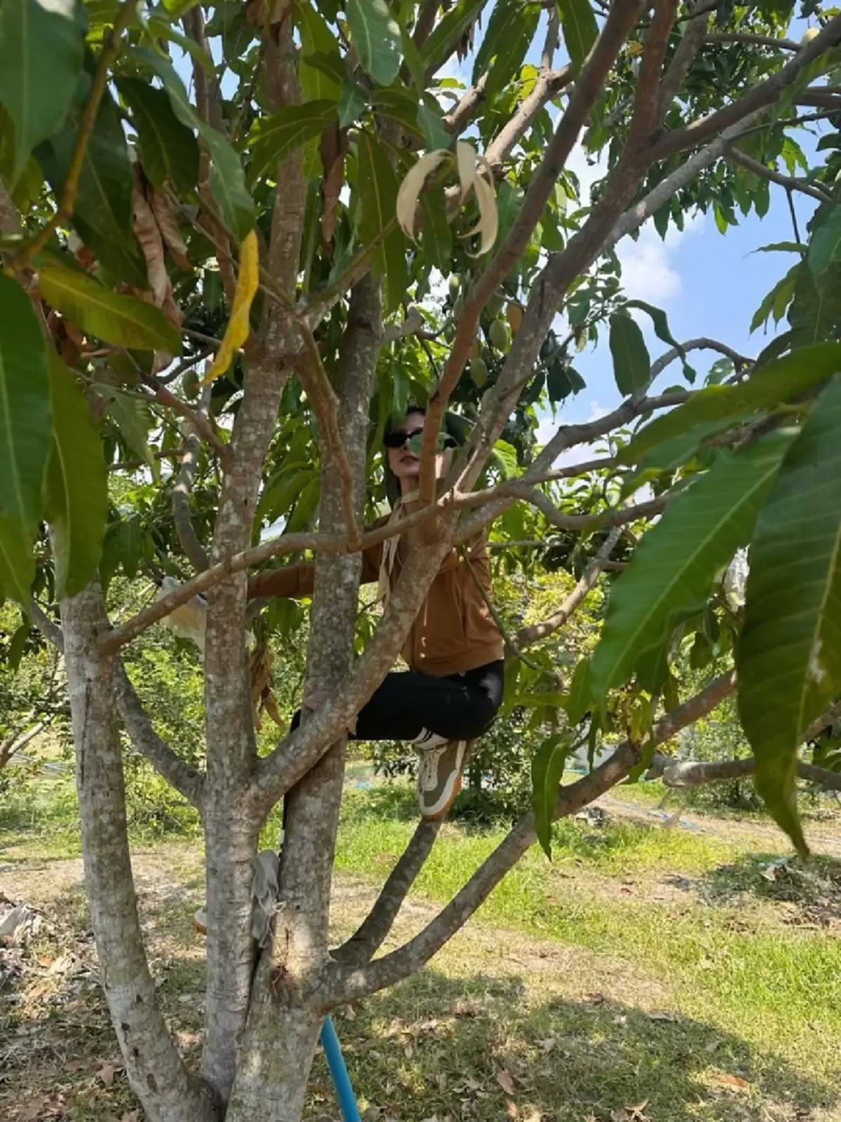 ใบเฟิร์น พิมพ์ชนก ลุยปีนต้นมะม่วง โชว์สกิลสุดคล่อง ชาวเน็ตแห่ชม