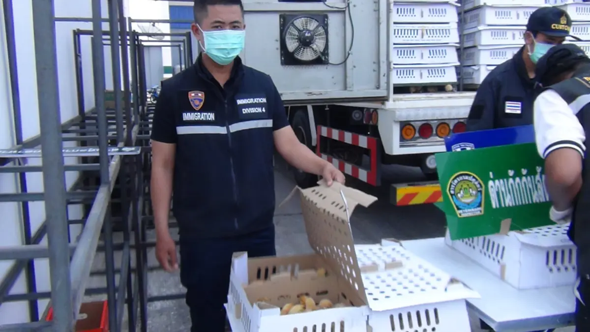 สกัดจับรถ 6 ล้อ ขนลูกไก่เถื่อนเวียดนามนับหมื่นตัวส่งอำนาจเจริญ