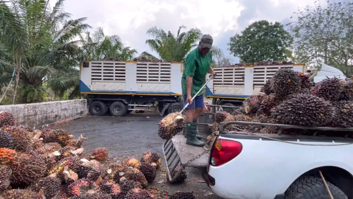 ชาวสวนปาล์มโอดน้ำมันแพงดันต้นทุนพุ่ง จ่อขยับค่าจ้างตัดเพิ่ม