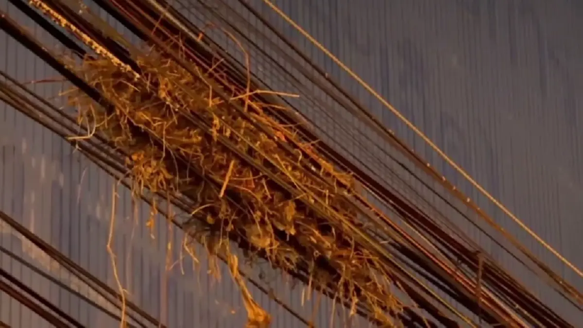 ชาวอ่างทองสุดทน นกนับแสนยึดใจกลางเมือง วอนเร่งแก้ปัญหามูลนก