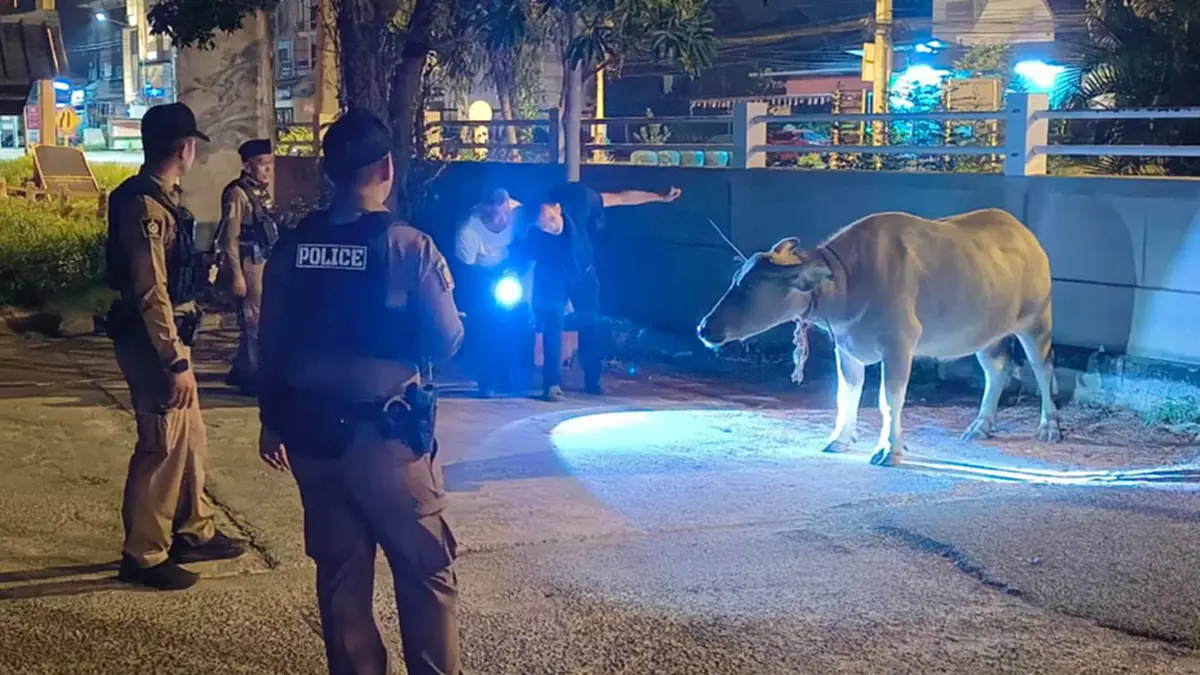 ตำรวจสมุทรสงครามโชว์สกิลจับควายหลุด จูงเดิน 2 กม. ส่งคืนคอก