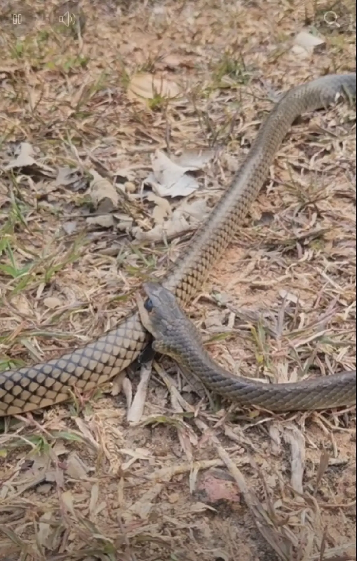 รู้แล้ว "งูกัดตัวเอง" ก่อนสิ้นใจ ผู้เชี่ยวชาญเฉลยสาเหตุแท้จริง