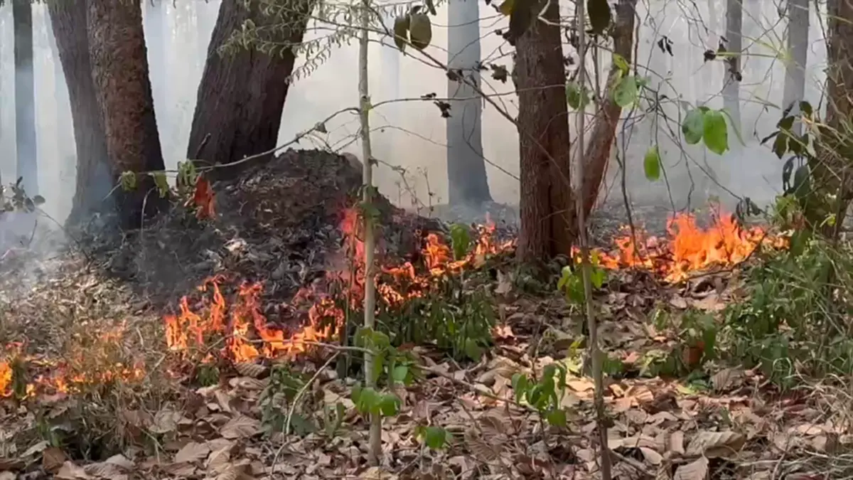 ไฟไหม้ป่าโคกหินลาดวอด 500 ไร่ สัตว์ป่าหนีตาย-คาดมือเผาหาของป่า