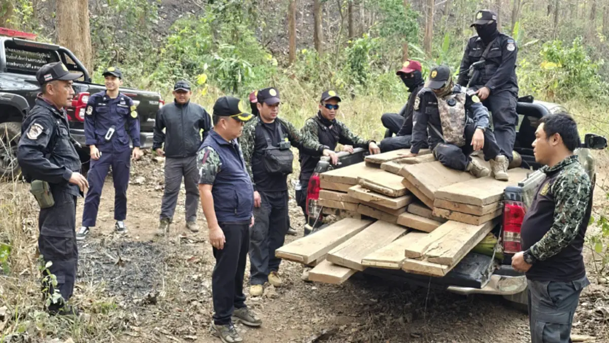 ดับไฟป่าเจอไม้สัก! แม่สะเรียงยึด 28 แผ่นเหลี่ยมซุกกอไผ่