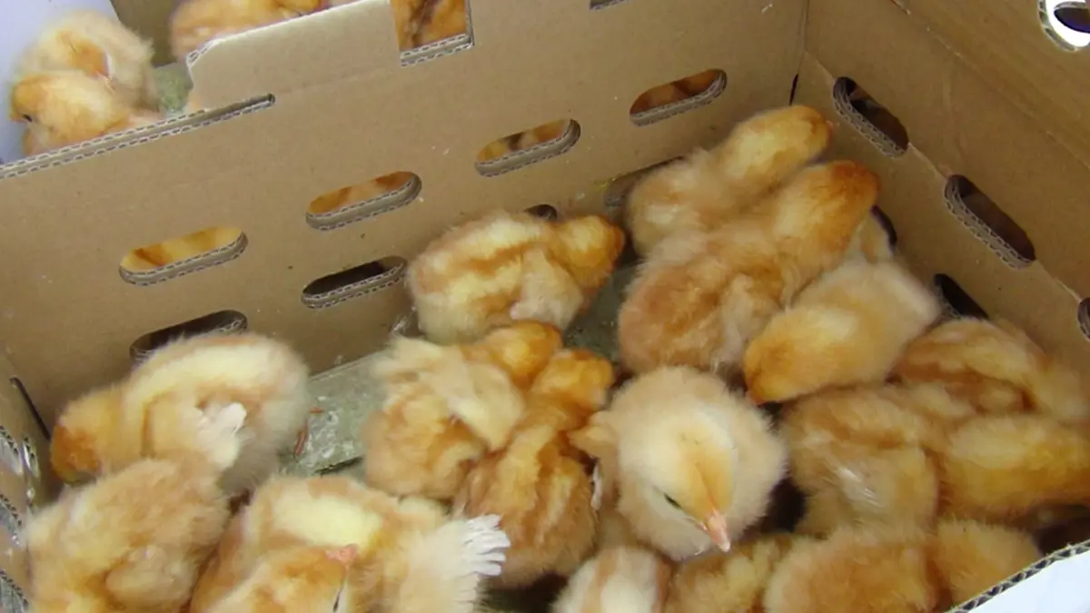 สกัดจับรถ 6 ล้อ ขนลูกไก่เถื่อนเวียดนามนับหมื่นตัวส่งอำนาจเจริญ