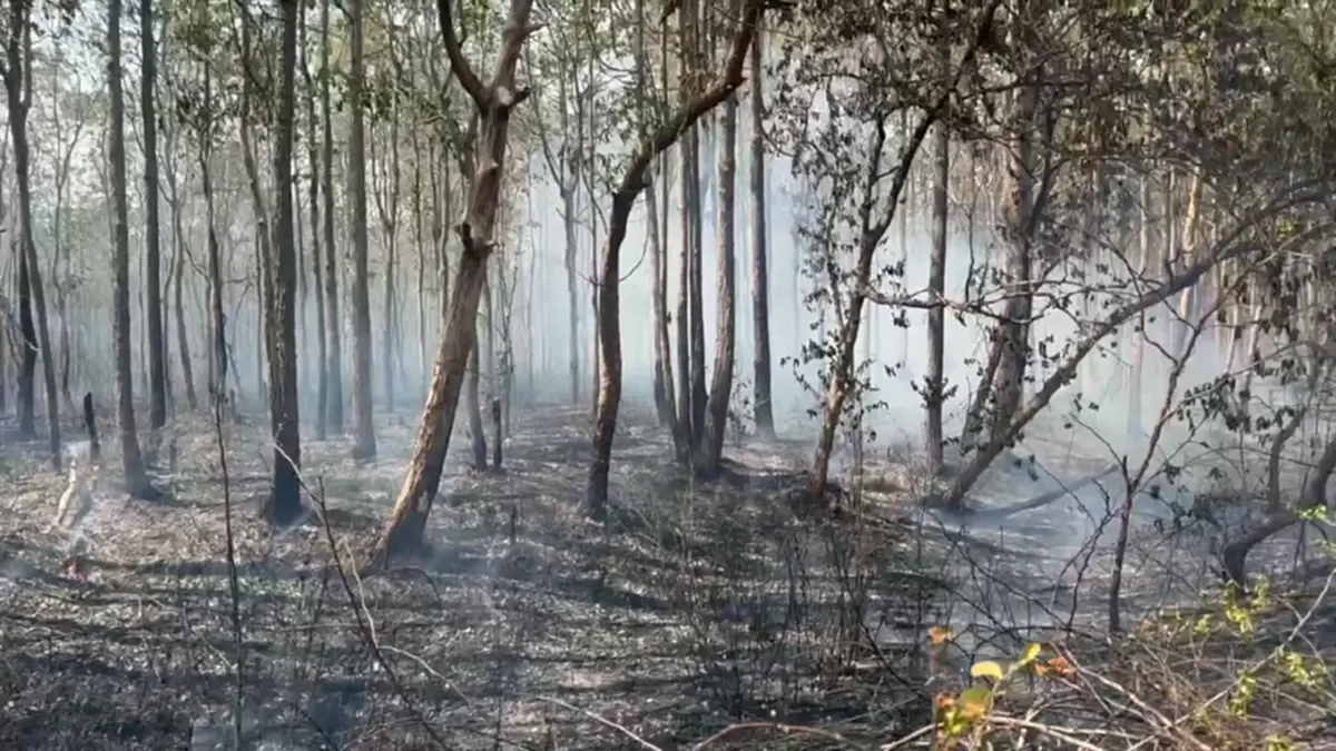 ไฟไหม้ป่าโคกหินลาดวอด 500 ไร่ สัตว์ป่าหนีตาย-คาดมือเผาหาของป่า