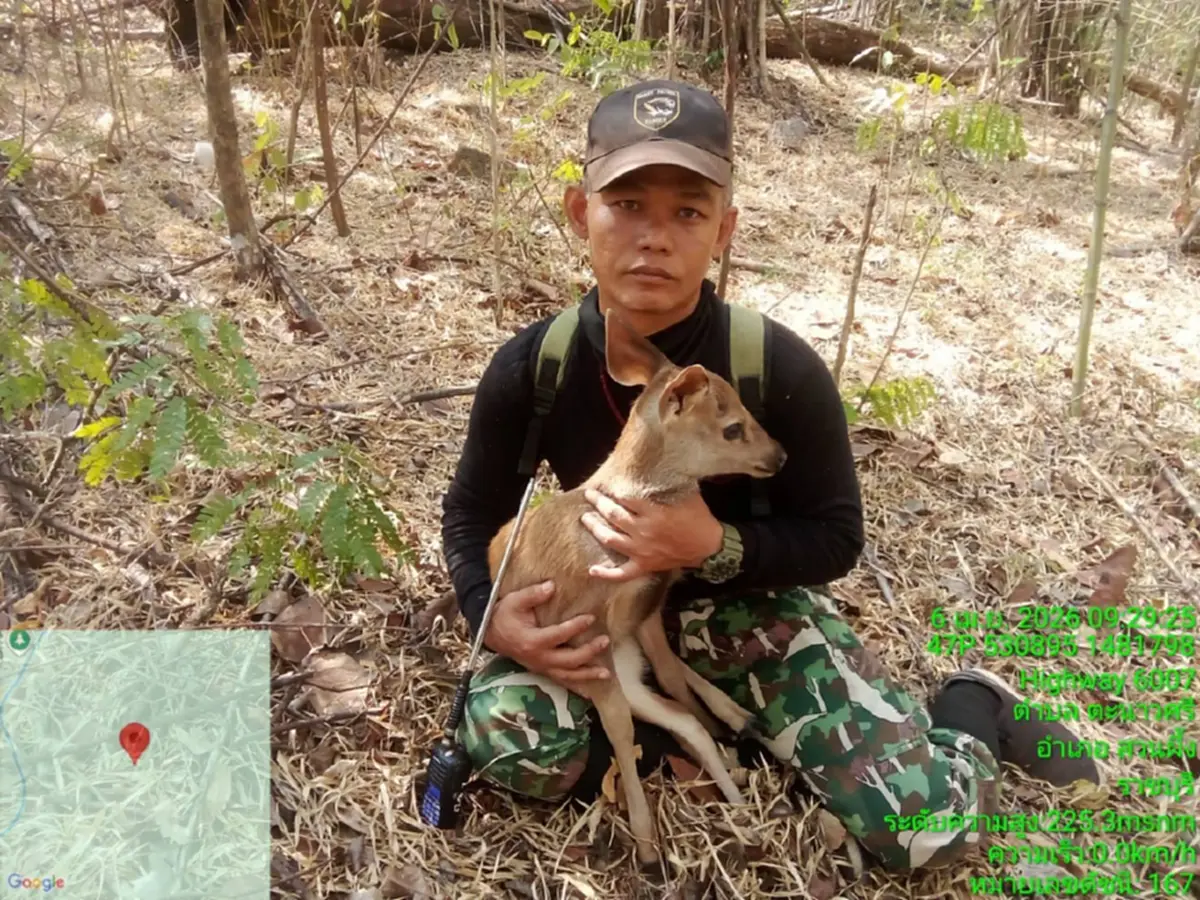ฮีโร่กลางไฟป่า! ช่วยลูกกวางวัย 2 สัปดาห์ รอดหวุดหวิดจากเปลวเพลิง