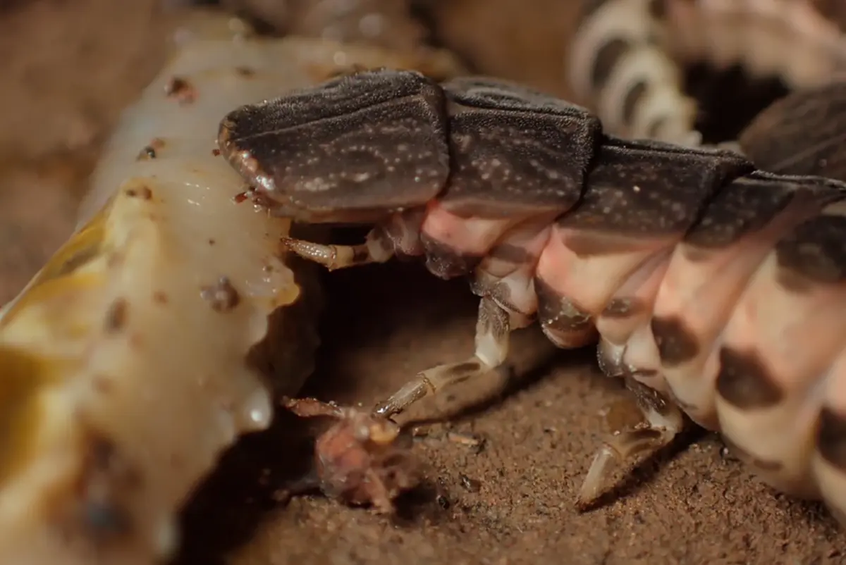 ขนลุก หนุ่มเจอสัตว์ปริศนารุมสวบไส้เดือน ชาวเน็ตเฉลยยิ่งพีค