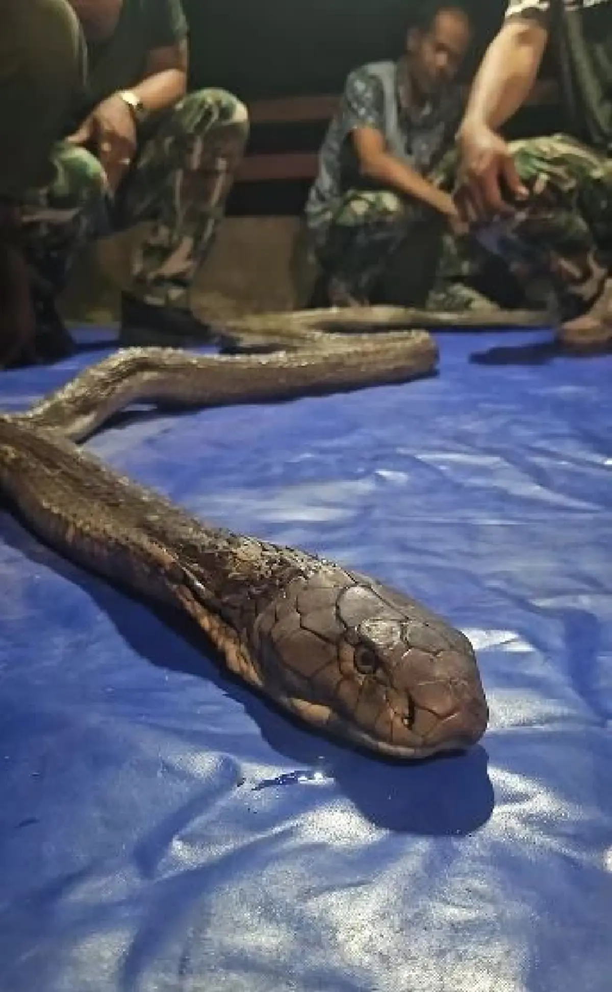 เศร้า บ่าวโปน งูจงอางยักษ์ผู้น่าสงสาร สู้ไม่ไหว จากไปแล้ว