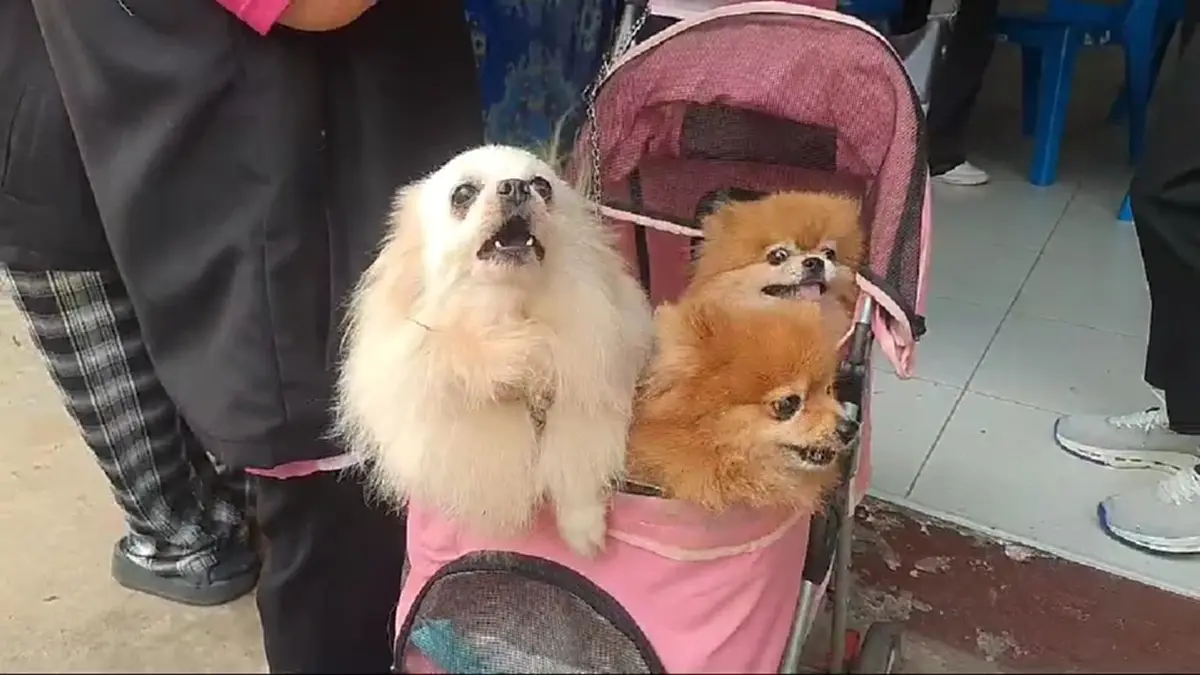 อากาศร้อนเสี่ยงพิษสุนัขบ้า! พะเยาเร่งฉีดวัคซีนฟรีป้องกัน 