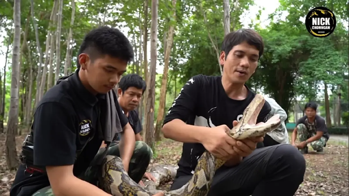 รู้แล้ว "งูกัดตัวเอง" ก่อนสิ้นใจ ผู้เชี่ยวชาญเฉลยสาเหตุแท้จริง