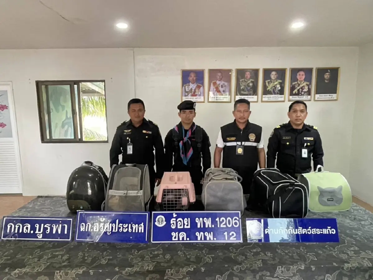 บุกสกัด แก๊งลอบขนแมวข้ามแดน ซุกกระเป๋าทิ้งป่า ยึดได้ 8 ชีวิต