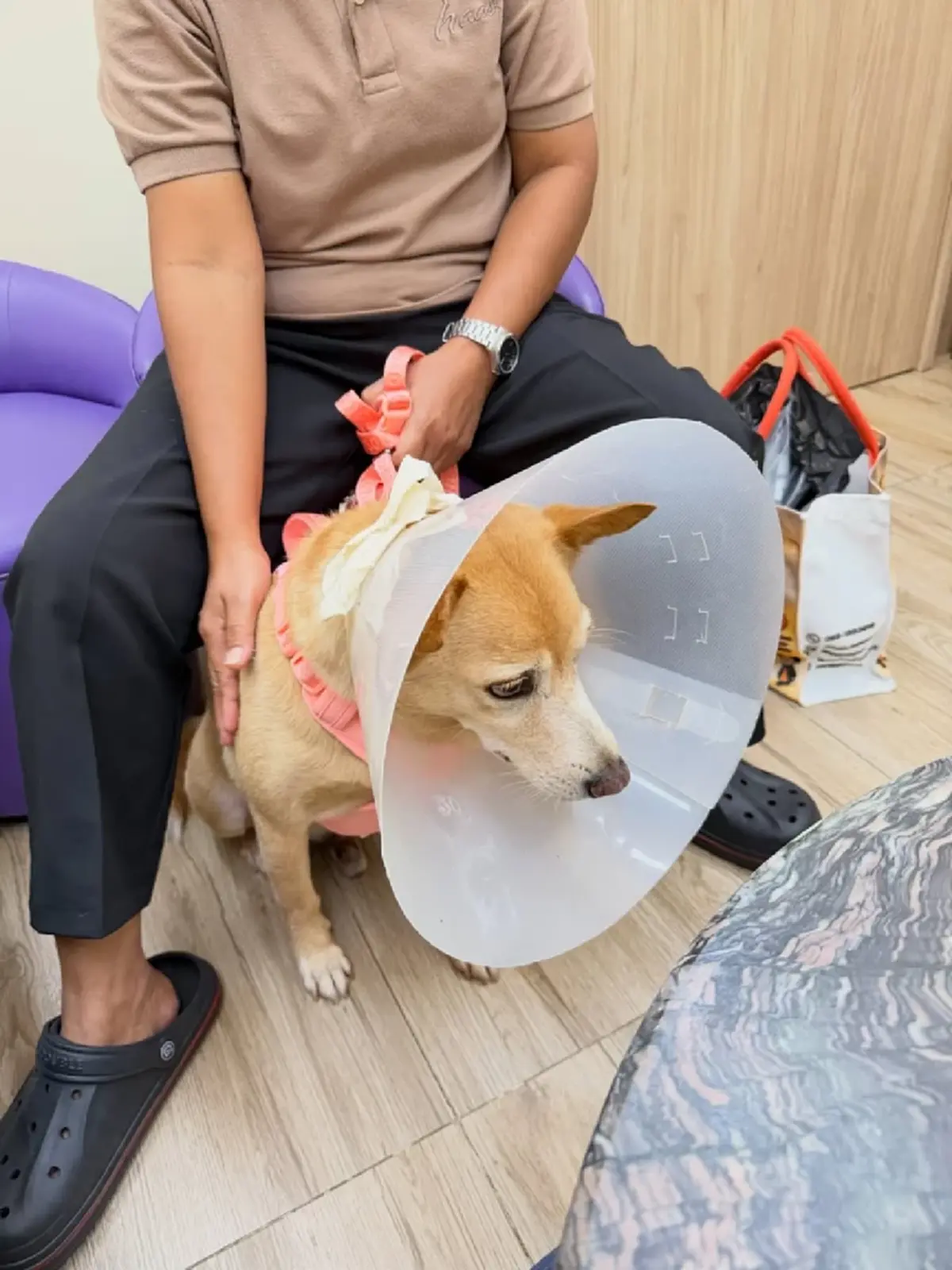 อั้ม พัชราภา ไชยเชื้อ เผยข่าวร้าย “เจ้าถั่ว” ป่วยมะเร็งลุกลาม