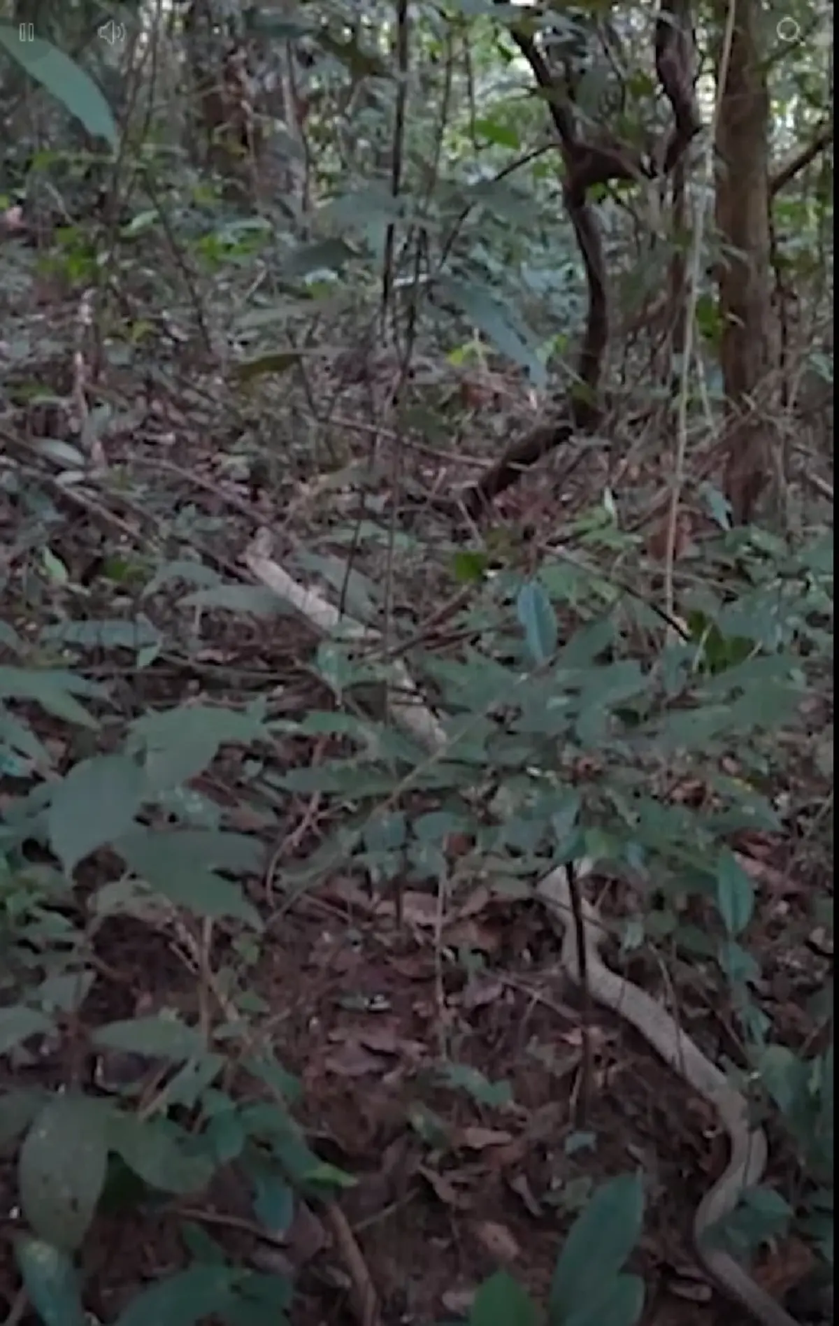 ฮือฮา บุกจับ "จงอางขาว" ยาว 4 เมตร ชาวบ้านเชื่อเป็นงูเจ้าที่