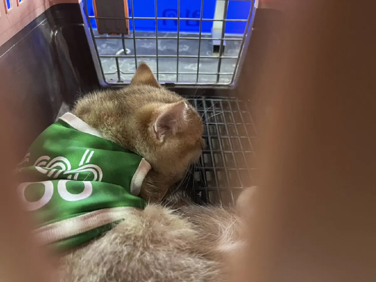 บุกสกัด แก๊งลอบขนแมวข้ามแดน ซุกกระเป๋าทิ้งป่า ยึดได้ 8 ชีวิต