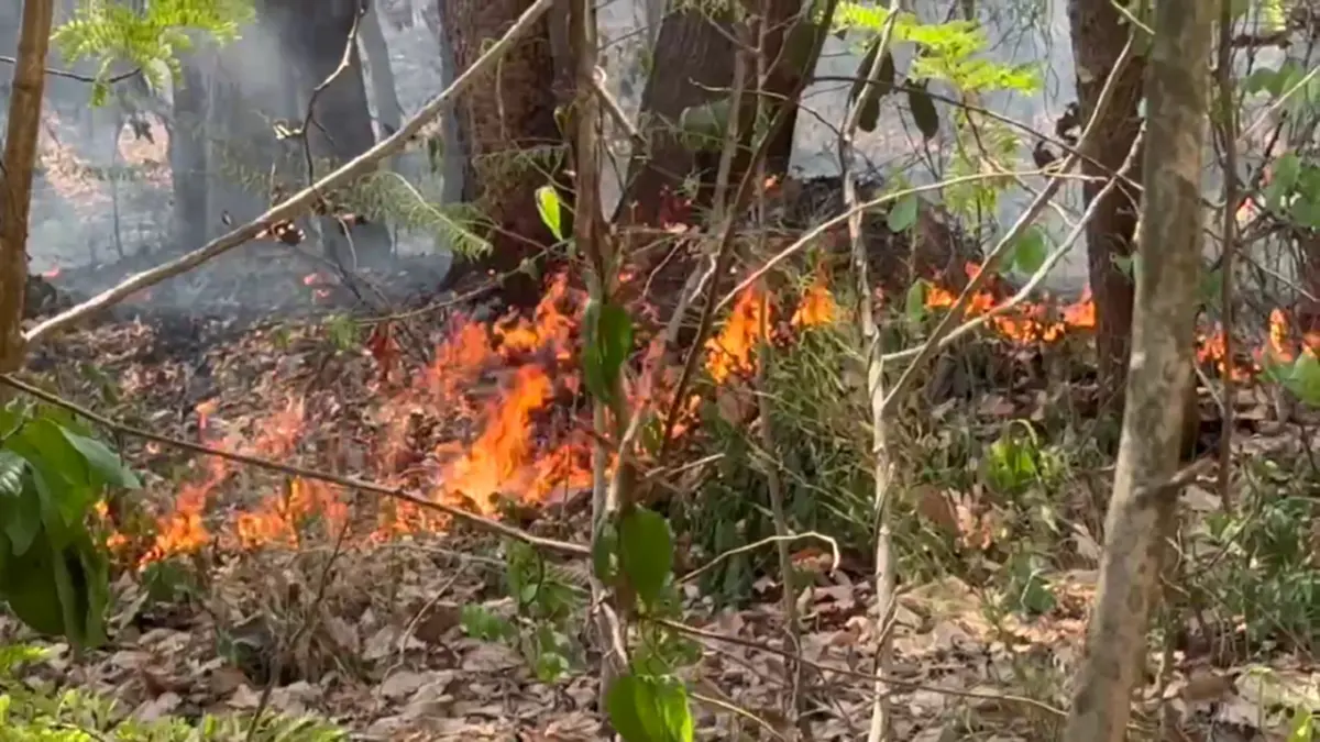 ไฟไหม้ป่าโคกหินลาดวอด 500 ไร่ สัตว์ป่าหนีตาย-คาดมือเผาหาของป่า