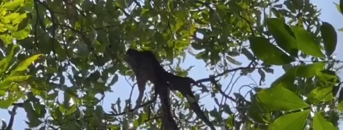 สลดกลางป่า! ลุงตีผึ้งพลาด ถูกฝูงผึ้งรุมต่อยเสียชีวิตคาต้นไม้