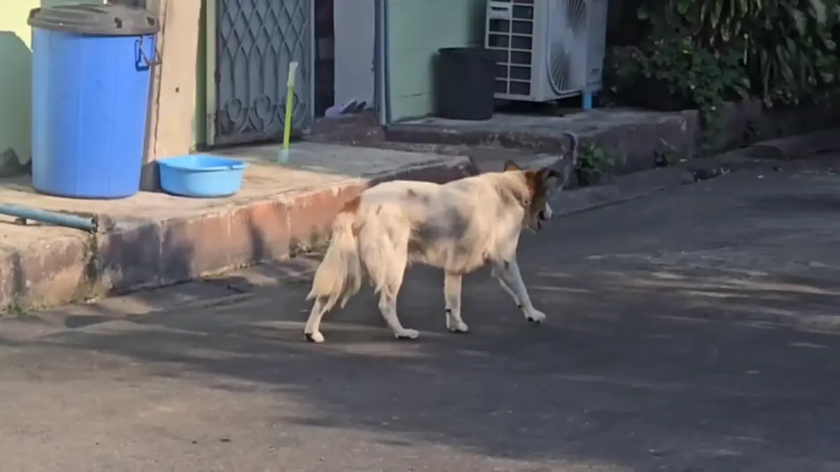 สะเทือนใจ! เจ้าของย้ายบ้านทิ้งหมาเฝ้าซอยปากเกร็ด สภาพสุดเวทนา