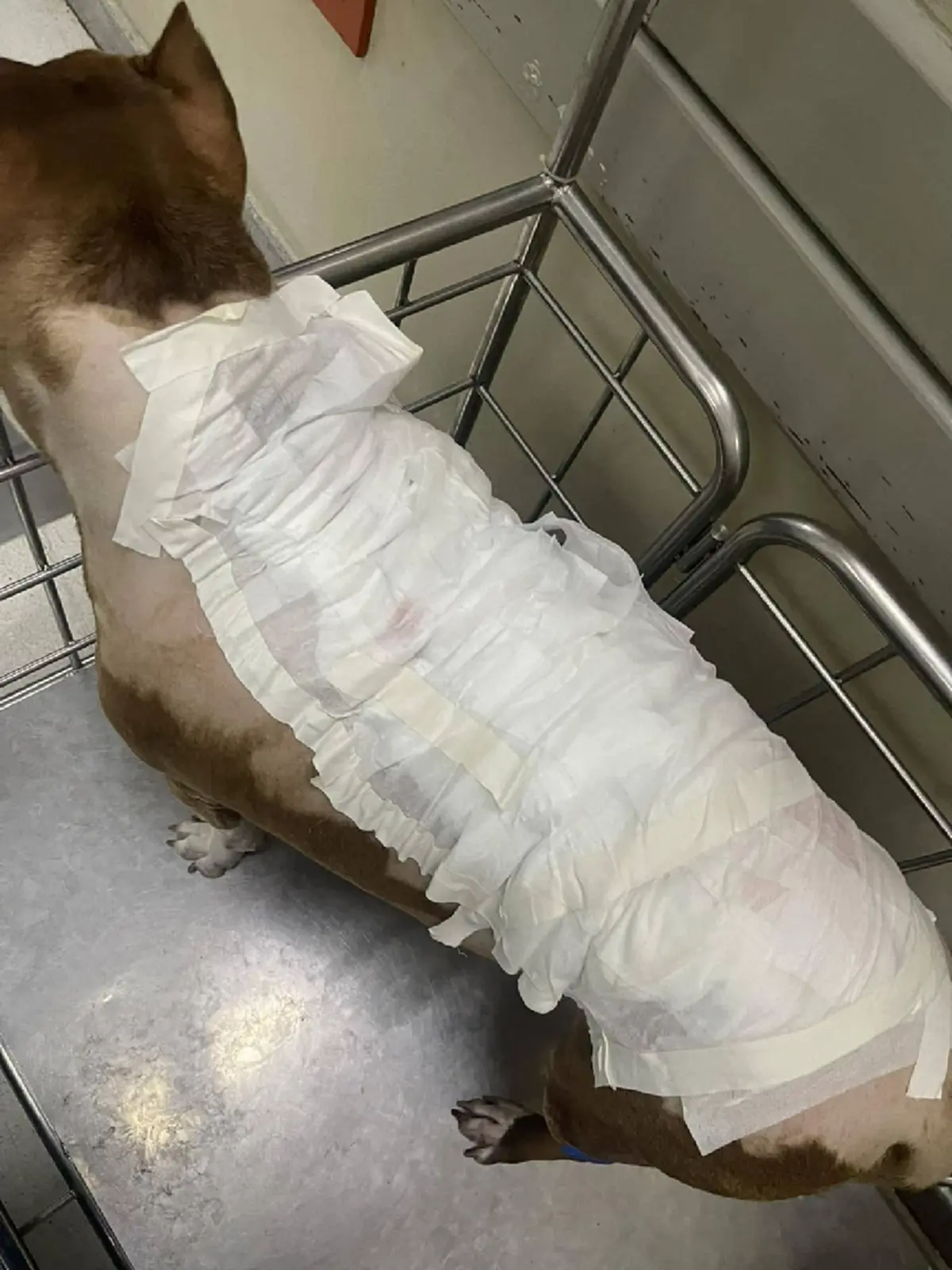 วิจารณ์สนั่น รพ.สัตว์ สุดชุ่ย ปล่อยหมาหลังไหม้ เห็นสภาพยิ่งสงสาร