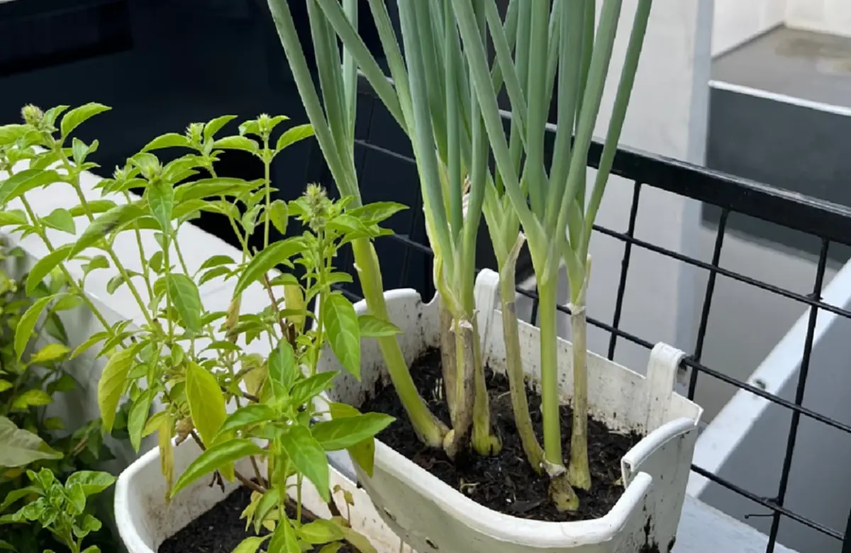 สวนกินได้