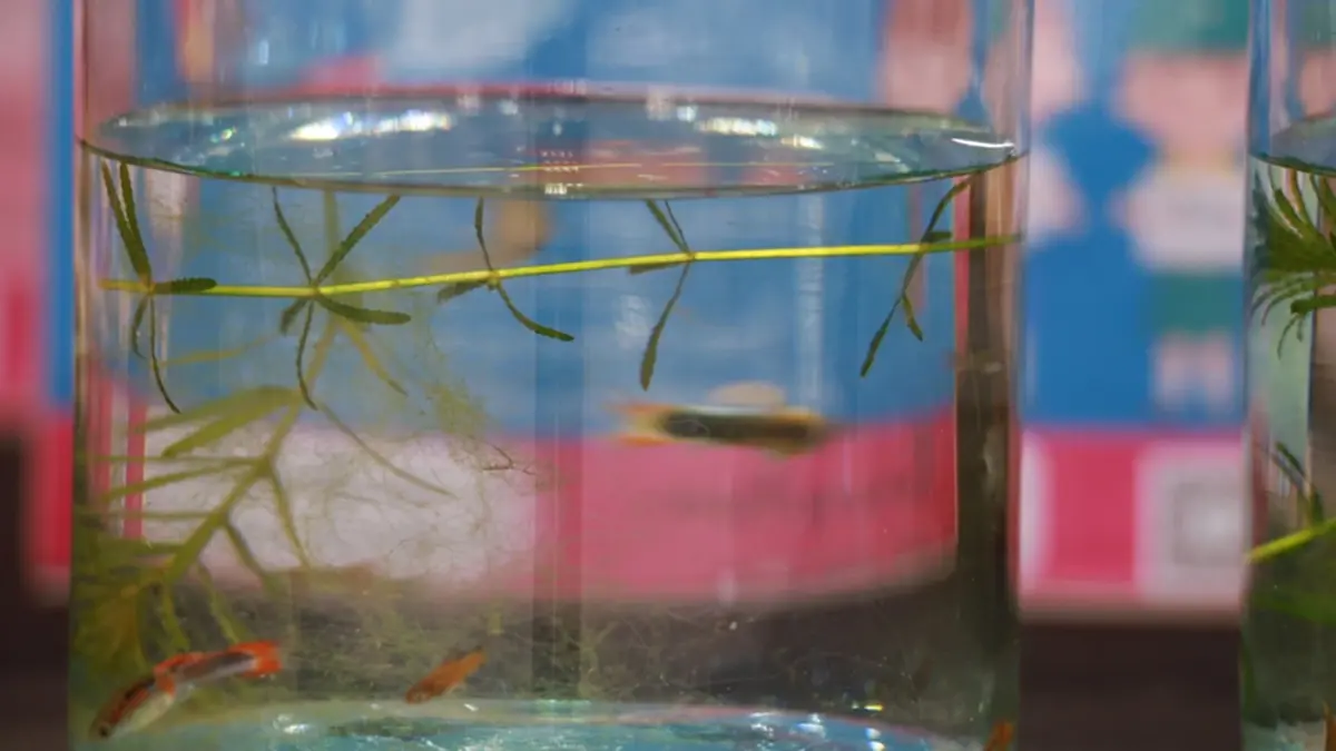 โคราชวิกฤต! ไข้เลือดออกพุ่ง 1,666 ราย เทศบาลเร่งกำจัดยุงลายด่วน!