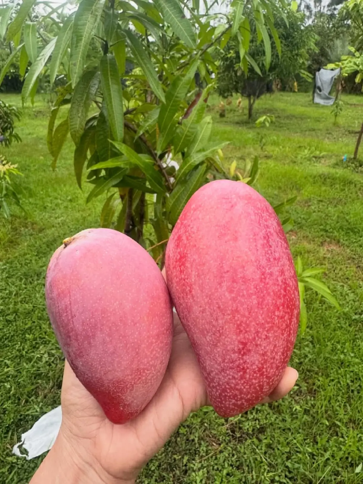  เพ็ชร ฐกฤต ตวันพงค์ พาเปิดสวนมะม่วง สอนเก็บผลแก่แบบมือโปร