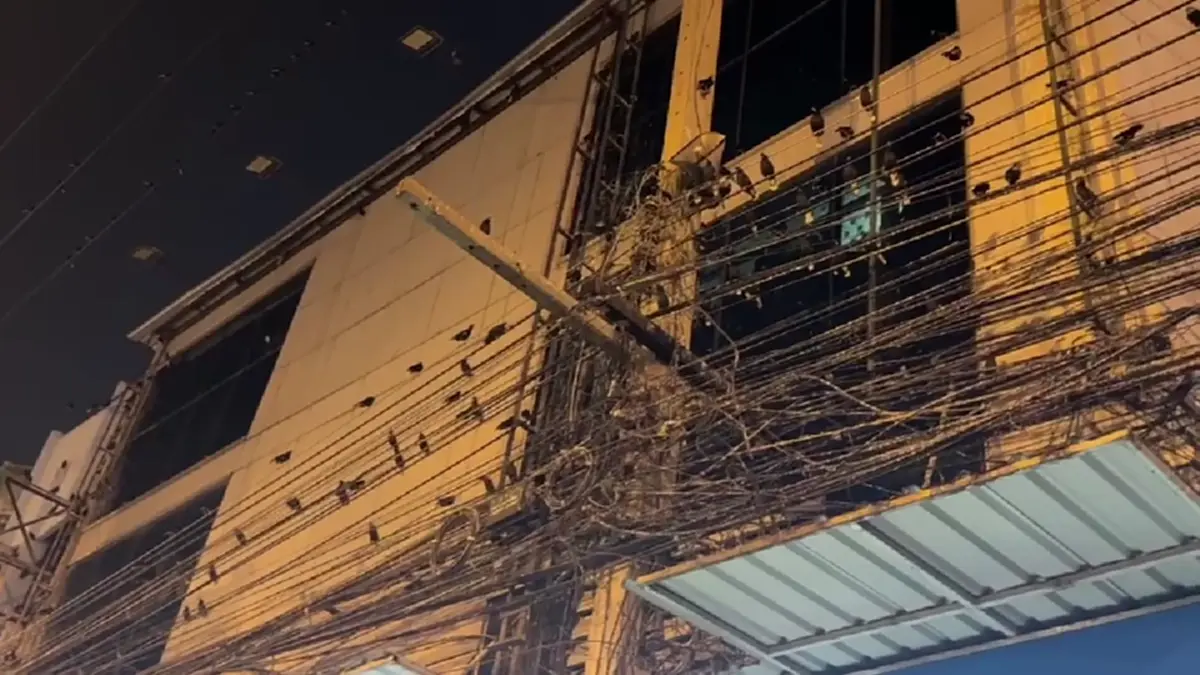 ชาวอ่างทองสุดทน นกนับแสนยึดใจกลางเมือง วอนเร่งแก้ปัญหามูลนก