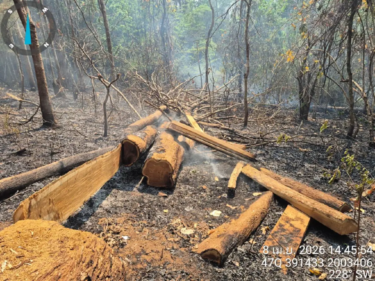 ดับไฟป่าเจอไม้สัก! แม่สะเรียงยึด 28 แผ่นเหลี่ยมซุกกอไผ่