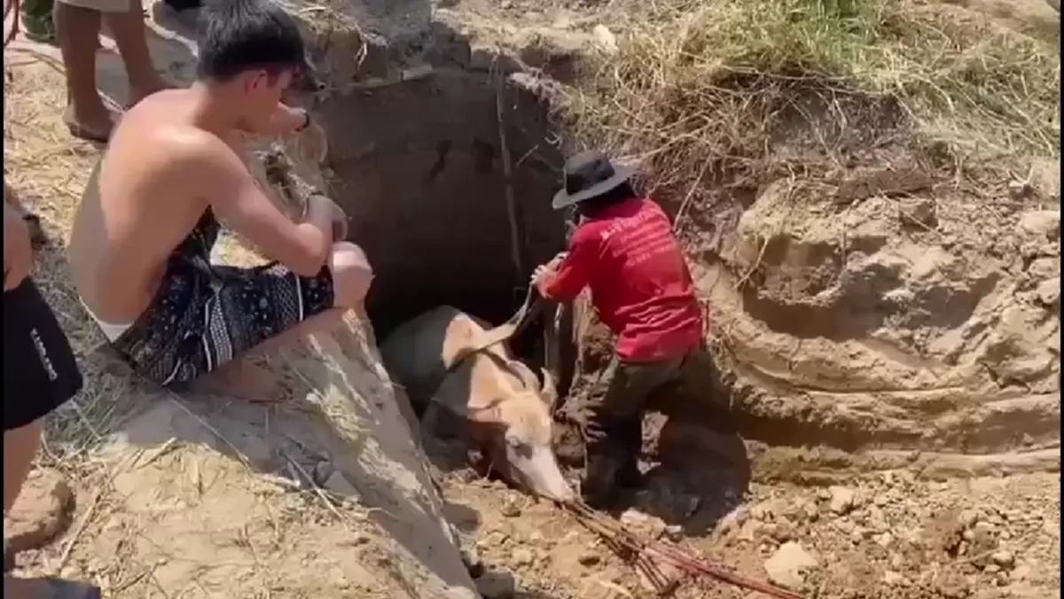 กู้ภัยนครนายกช่วย "น้องมะลิ" ลูกควายตกบ่อลึก 2 เมตรปลอดภัย