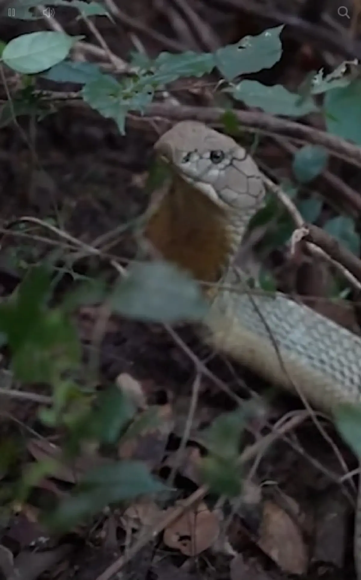 ฮือฮา บุกจับ "จงอางขาว" ยาว 4 เมตร ชาวบ้านเชื่อเป็นงูเจ้าที่